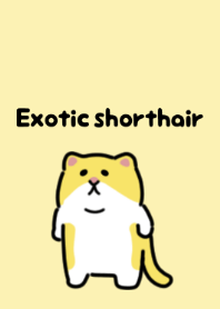 Cute exotic shorthair theme