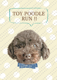 TOY POODLE RUN!!