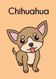 Chihuahua cute