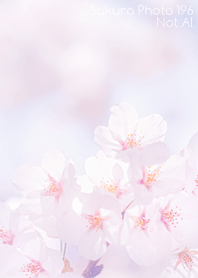 Sakura Photo 196 Not AI