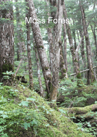 Moss Forest.
