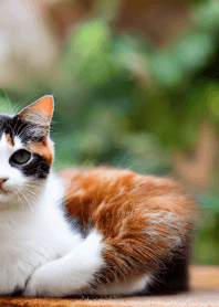 nyanko great runaway#mlgas210