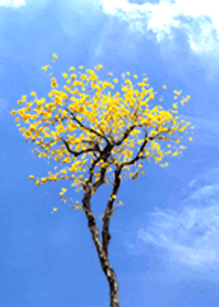 Golden Trumpet Tree