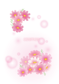 Cute cosmos