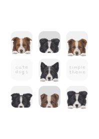 DOGS - Border Collie - WHITE/GRAY