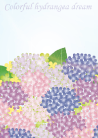 Colorful hydrangea dream
