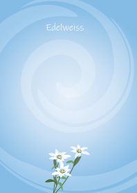 May birth flower,Edelweiss