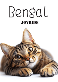 Bengal cat1