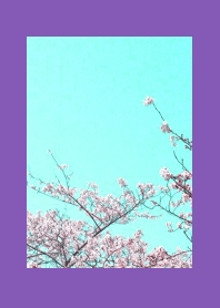 CHERRY BLOSSOMS & BLUE SKY/PURPLE/YELLOW