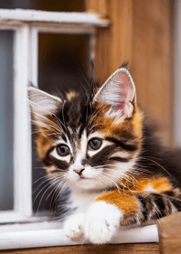 Cats Run Wild #duje422