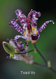 Sanyaso series, japanese toadlily
