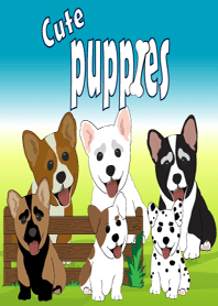 Cute puppies