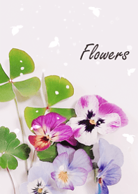 Viola flowers sway lightly3.