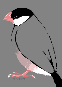 Java sparrow pink gray