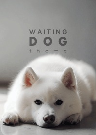 WAITING DOG - Shiba Inu 01/W -
