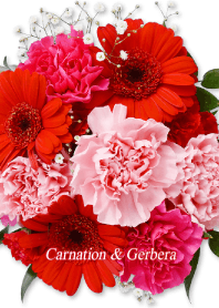 Carnation and Gerbera