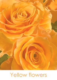 Yellow flowers-hisatoto 32