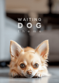 WAITING DOG - Chihuahua L 01/C -