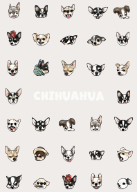 chihuahua2 / light beige