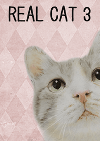 REAL CAT3