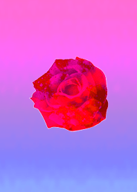 レッドルビーのバラ