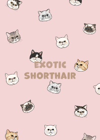 exoticshorthair2 / pink