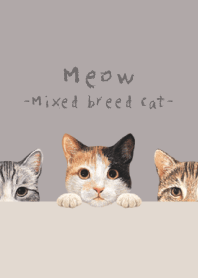Meow - Mixed breed cat 01 - GRAY