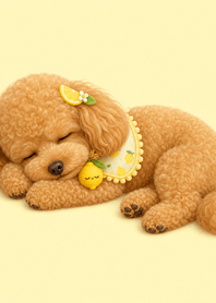 玩具貴賓犬檸檬午睡