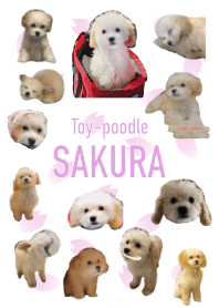 Toy-poodle SAKURA