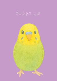 Cute Budgerigar on lightpurple