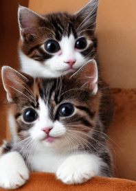 nyanko great runaway#boubd025