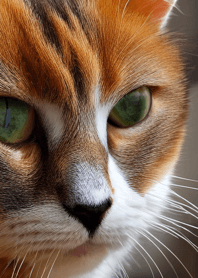 Nyanko Great Runaway #Bywal04.