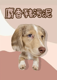 麝香豬污泥