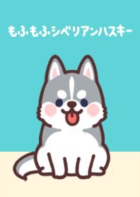 fluffy Siberian Husky