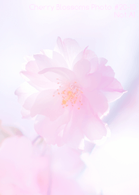 Cherry Blossoms Photo #20-10 Not AI