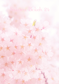 SakuraBokeh 24