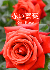 「赤い薔薇(レッドローズ)」のきせかえ