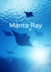 Manta Ray .