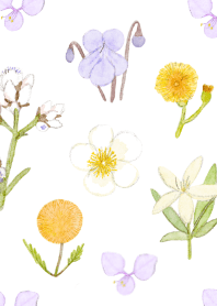 Honeyherb flowers (pastel)