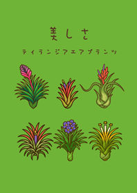 我養的空氣鳳梨開花期(清新綠色)