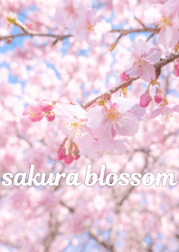 kawazu sakura blossom