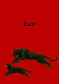 red & beige 黒いペア02