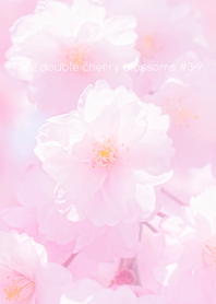 Real double cherry blossom#3-9
