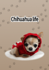 Hidup seperti Chihuahua Coklat