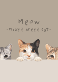 Meow - Mixed breed cat 01 - KHAKI