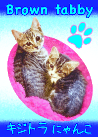 How cute! Brown tabby cat.