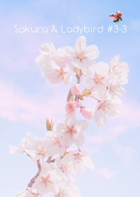 Sakura & Ladybird #3-3