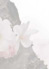 〜桜のきせかえ15〜