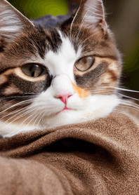 แมววิ่ง Wild #cxii227