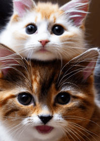 Cats Run Wild #duje412